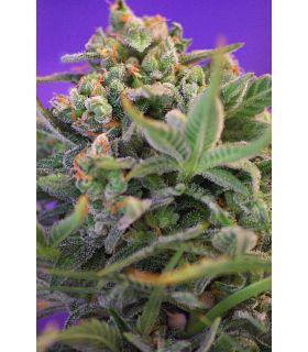 Sweet Cheese (Sweet Seeds)