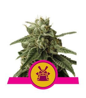 Shogun by Royal Queen Seeds @sporadiko.gr