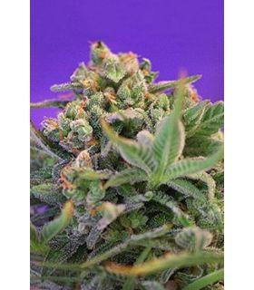 Sweet Cheese F1 Fast Version (Sweet Seeds)