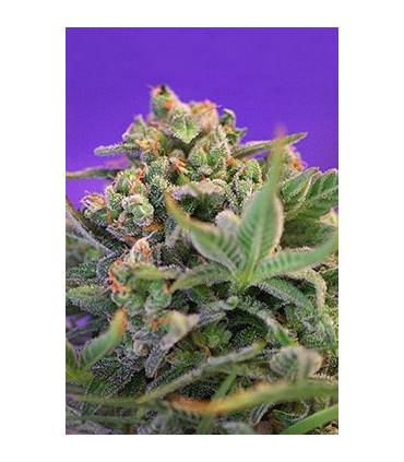 Sweet Cheese F1 Fast Version (Sweet Seeds)
