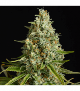 Amnesia Lemon by Silent Seeds @sporadiko.gr