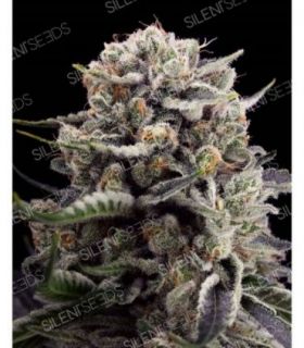B45 by Silent Seeds @sporadiko.gr