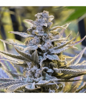 Cookielato by Silent Seeds @sporadiko.gr