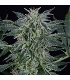 Critical Jack Auto by Silent Seeds @sporadiko.gr