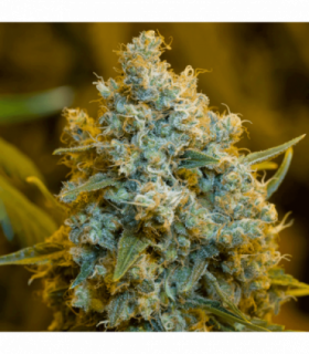 Critical Jack by Silent Seeds @sporadiko.gr