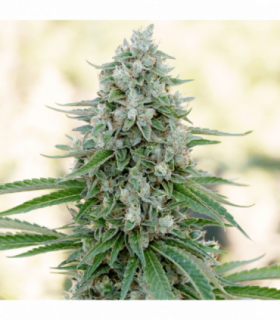 Critical Mango by Silent Seeds @sporadiko.gr