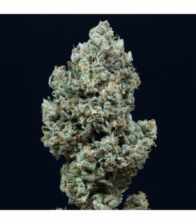 Critical+ 2.0 Auto by Silent Seeds @sporadiko.gr