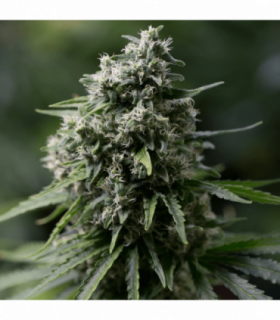 Critical+ 2.0 by Silent Seeds @sporadiko.gr