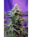 Sweet Skunk F1 Fast Version (Sweet Seeds)