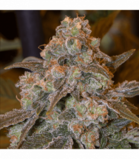 Gorilla Frost by Silent Seeds @sporadiko.gr