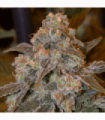 Gorilla Frost (Silent Seeds)