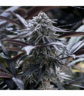 Grape Juice by Silent Seeds @sporadiko.gr