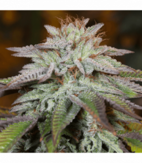 L.A. Vanilla Cake Auto by Silent Seeds @sporadiko.gr