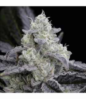 L.A. Vanilla Cake by Silent Seeds @sporadiko.gr