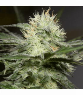 Lemon Sorbet by Silent Seeds @sporadiko.gr
