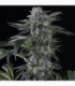 Moby Dick Auto by Silent Seeds @sporadiko.gr