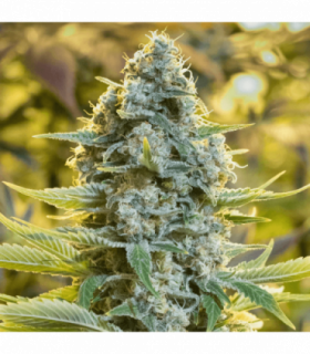 Moby Dick by Silent Seeds @sporadiko.gr