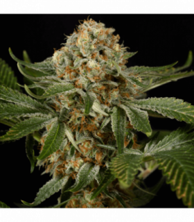 OG Kush by Silent Seeds @sporadiko.gr