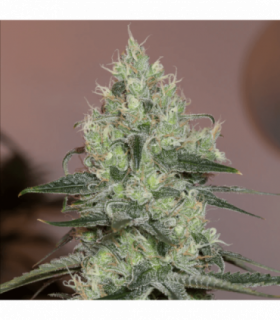Original Amnesia by Silent Seeds @sporadiko.gr