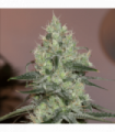 Original Amnesia (Silent Seeds)