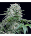 Starfire OG (Silent Seeds)