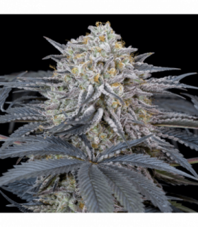 Watermelon Runtz by Silent Seeds @sporadiko.gr