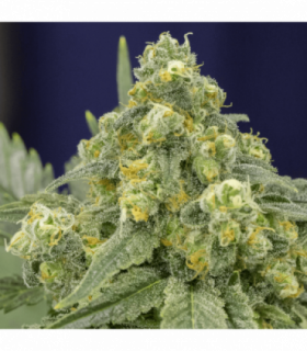 White Widow by Silent Seeds @sporadiko.gr