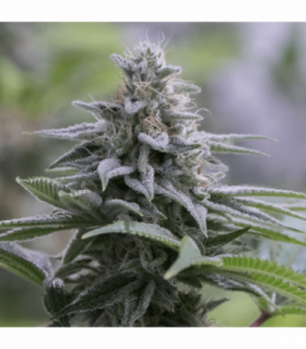 Zkittlez 2.0 by Silent Seeds @sporadiko.gr