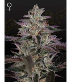 Banana Krumble by Greenhouse Seeds @sporadiko.gr