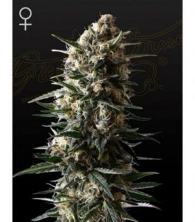 Bubba Slush  by Greenhouse Seeds @sporadiko.gr