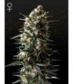 Bubba Slush (Greenhouse Seeds)