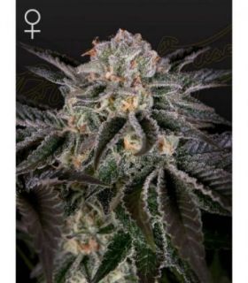 Wonder Pie  by Greenhouse Seeds @sporadiko.gr
