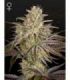 Cloudwalker by Greenhouse Seeds @sporadiko.gr