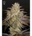 Cloud Walker (Greenhouse Seeds)