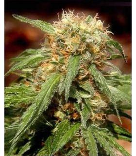 Sweet Thai (Sweet Seeds)