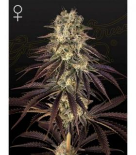 Kong's Krush by Greenhouse Seeds @sporadiko.gr
