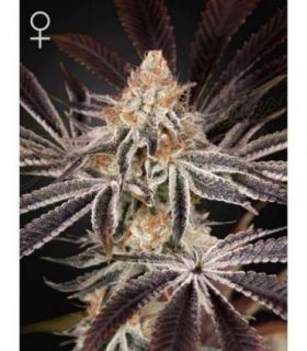 Dark Phoenix  by Greenhouse Seeds @sporadiko.gr