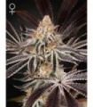 Dark Phoenix (Greenhouse Seeds)