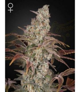 Jack's Dream  by Greenhouse Seeds @sporadiko.gr