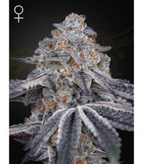 Velvet Moon by Greenhouse Seeds @sporadiko.gr