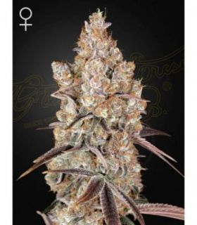 Holy Snow by Greenhouse Seeds @sporadiko.gr