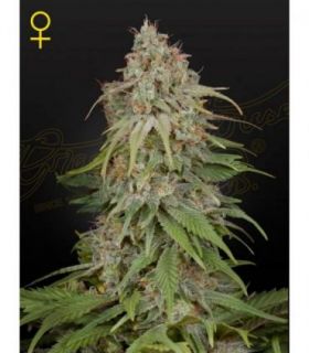 GH Amnesia by Greenhouse Seeds @sporadiko.gr