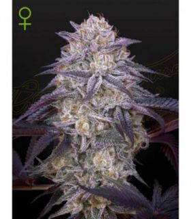 King's Juice Auto by Greenhouse Seeds @sporadiko.gr