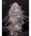 King's Juice Auto (Greenhouse Seeds)