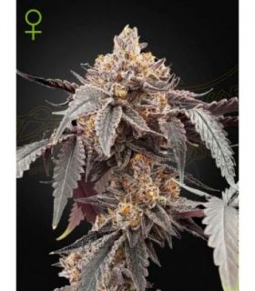 Guava x Gelato 41 Auto by Greenhouse Seeds @sporadiko.gr