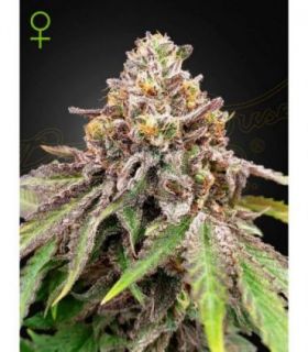 Blue Haze x Gelato 41 Auto by Greenhouse Seeds @sporadiko.gr