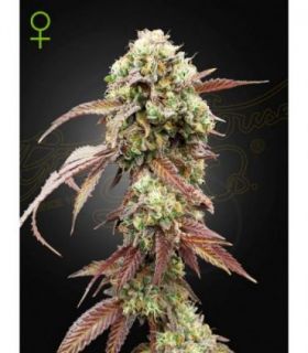 West Coast OG x Gelato 41 Auto by Greenhouse Seeds @sporadiko.gr