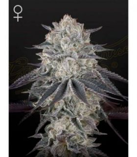 Fullgas by Greenhouse Seeds @sporadiko.gr