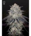 Fullgas (Greenhouse Seeds)