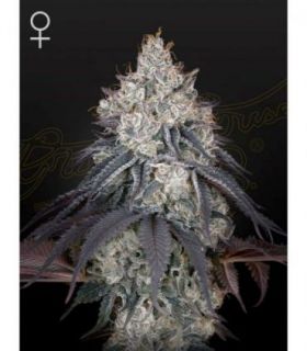 Lemon Orange by Greenhouse Seeds @sporadiko.gr